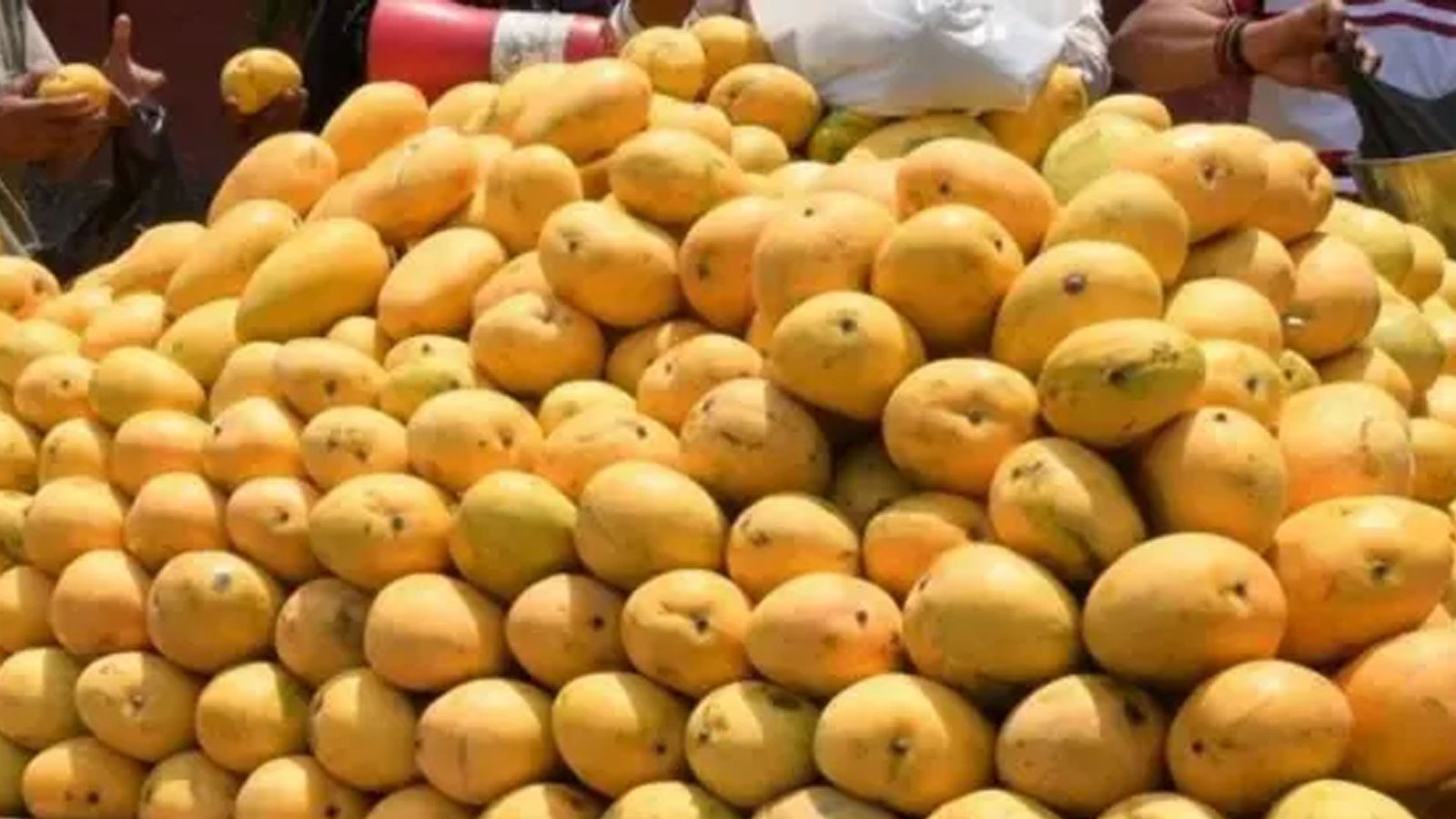 மாம்பழ பிரியர்களே உஷார்! செயற்கையாக பழுக்க வைத்தால் ₹5,000 அபராதம் - வியாபாரிகளுக்கு உணவு பாதுகாப்புத்துறை அதிரடி எச்சரிக்கை!