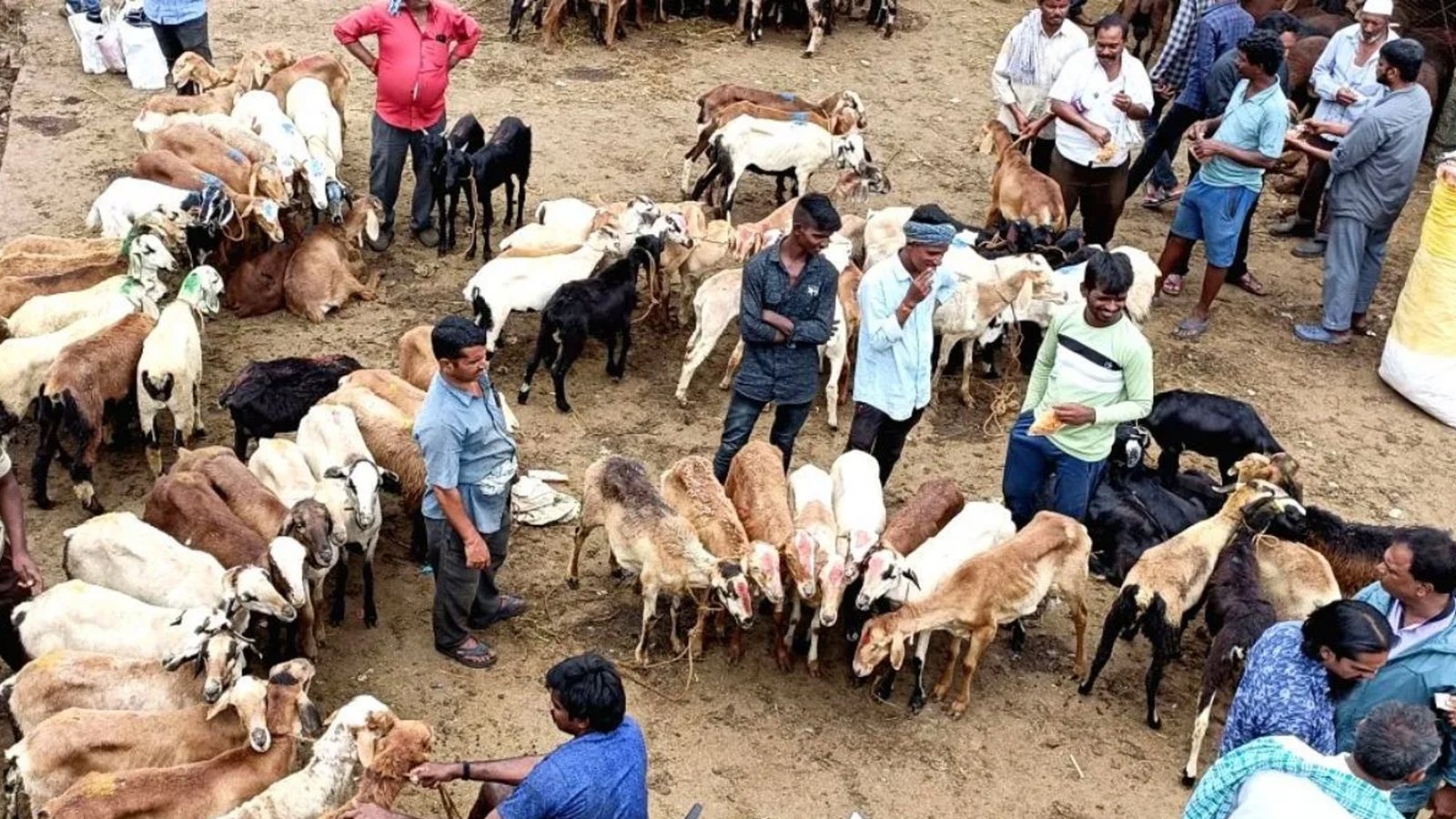 பக்ரீத் நெருங்குவதால் அதிரடி: ராணிப்பேட்டை சிறப்புச் சந்தையில் ஒரே நாளில் ₹2 கோடிக்கு ஆடுகள் விற்பனை! வியாபாரிகள் உற்சாகம்!
