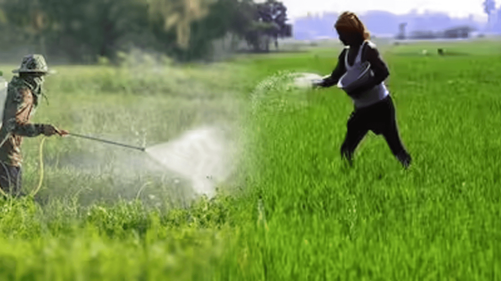 விவசாயிகளுக்குப் பேரிடி: மேற்காசிய போரின் தாக்கத்தால் உர விலை கிடுகிடு உயர்வு! பொட்டாஷ், காம்ப்ளக்ஸ் விலை அதிரடி அதிகரிப்பு!