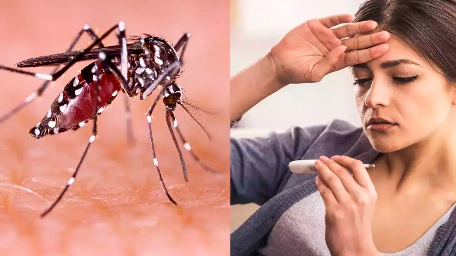 டெல்லியில் கட்டுக்குள் டெங்கு பாதிப்பு: கடந்த ஆண்டை விட பாதிப்புகள் குறைவு - எம்.சி.டி (MCD) அறிக்கை!