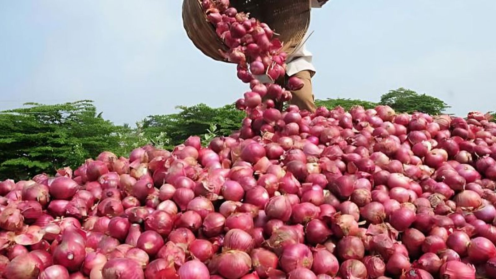 விலை உயர்வு எதிரொலி: கையிருப்பில் உள்ள வெங்காயத்தை விற்பனைக்கு கொண்டுவர அரசு முடிவு