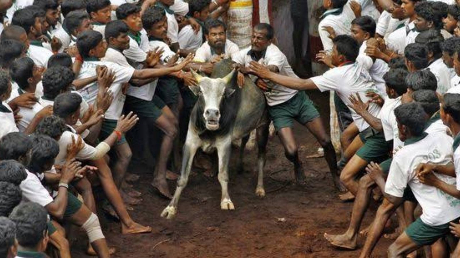 ஜல்லிக்கட்டு போட்டிகளுக்கு தடை விதிக்க தவெக அரசு முயல்கிறதா? - டிடிவி தினகரன் கேள்வி!