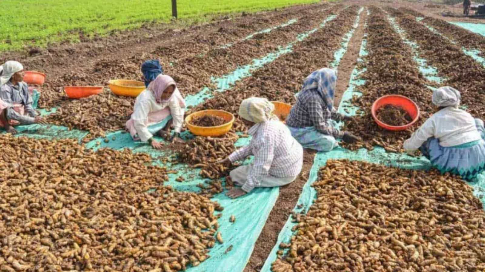 வரலாறு காணாத விலையில் மஞ்சள்: குவிண்டால் ₹23,000