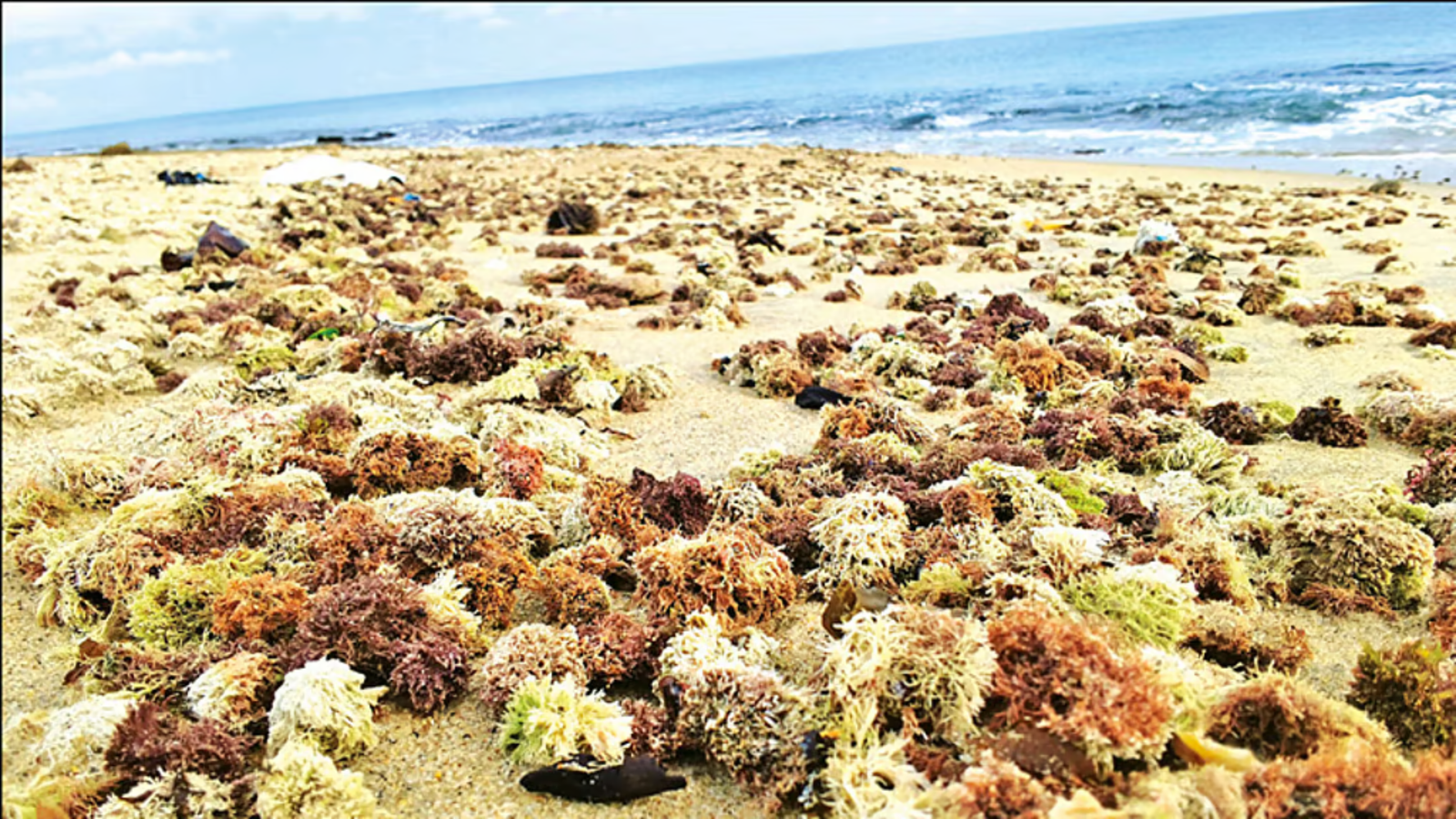 ராமநாதபுரம் கடற்கரையில் சிவப்பு நிற கடல் பஞ்சுகள் – எல் நினோ தாக்கமா?