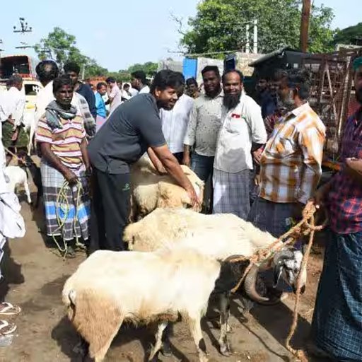 பக்ரீத் நெருங்குவதால் அதிரடி: ராணிப்பேட்டை சிறப்புச் சந்தையில் ஒரே நாளில் ₹2 கோடிக்கு ஆடுகள் விற்பனை! வியாபாரிகள் உற்சாகம்!