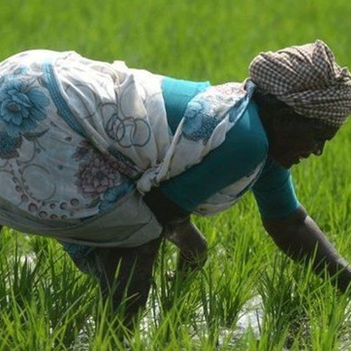 விவசாயிகளுக்குப் பேரிடி: மேற்காசிய போரின் தாக்கத்தால் உர விலை கிடுகிடு உயர்வு! பொட்டாஷ், காம்ப்ளக்ஸ் விலை அதிரடி அதிகரிப்பு!